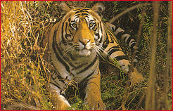 Tiger, Bandhavgarh  National Park