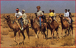 Camel Safari, Rajasthan Tour