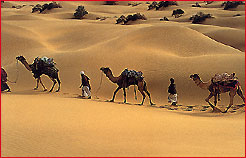 Desert, rajasthan Tour & Travel