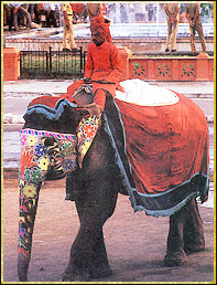Elephant Ride Amber Fort Jaipur, Rajasthan India