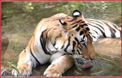 Tiger Kanha National Park,Adventure India travel tour