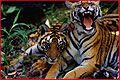 cultural & Wildlife Tour Package