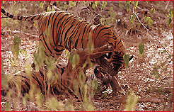 Tiger, Wildlife Tour