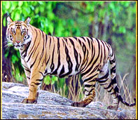 Tiger in Bandhavgarh jungle