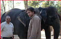 Elephant, Kerala Wildlife Tour